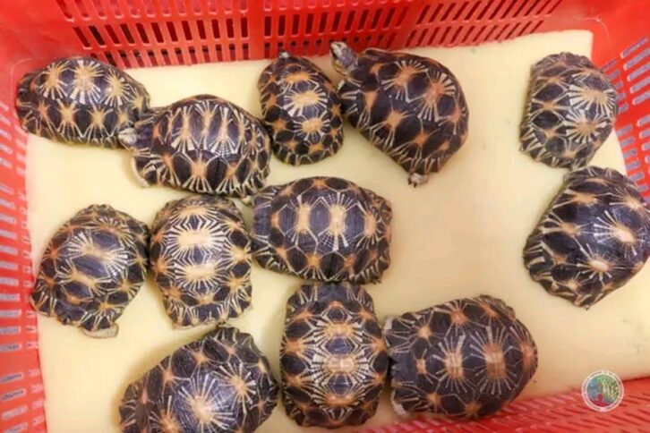 Image à la une de TRAFIC DE RESSOURCES  – Des tortues se vendent sur les réseaux sociaux