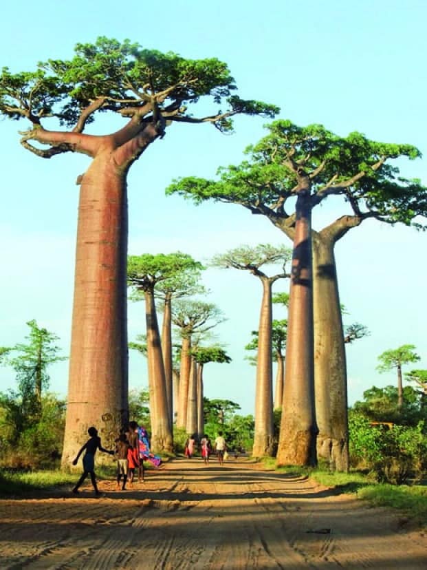 Image à la une de Allée des Baobabs – Un trésor naturel entre tradition et tourisme