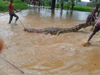 Image à la une de INONDATIONS DANS LE NORD –  Les crocodiles arrivent jusqu’aux villages