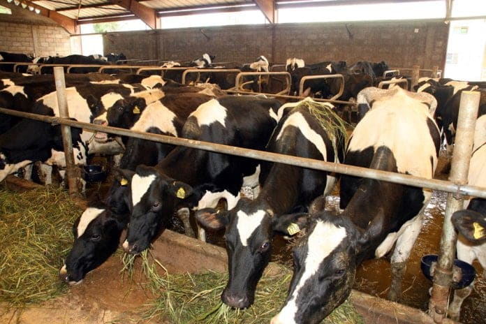 Image à la une de Filière bovine : De nombreuses actions pour une amélioration génétique du cheptel