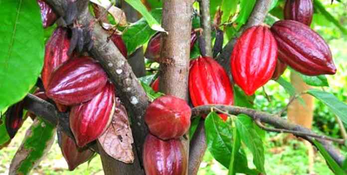 Image à la une de Cacao de Madagascar : Des défis environnementaux face aux règles européennes