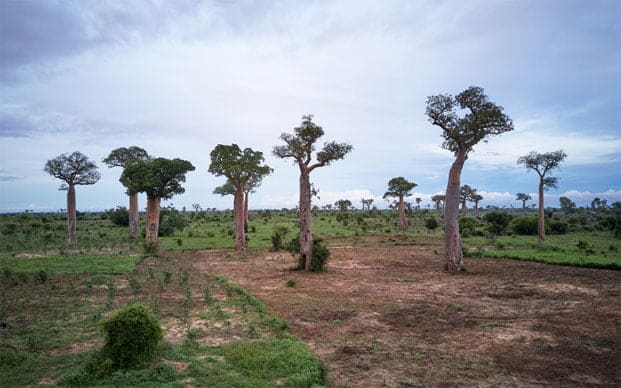 Image à la une de Aires protégées à Madagascar – Contribution de 500 millions de dollars par an à l’économie
