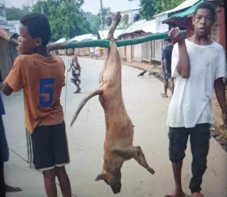 Image à la une de SOANIERANA IVONGO – Des chiens errants mordent plusieurs personnes