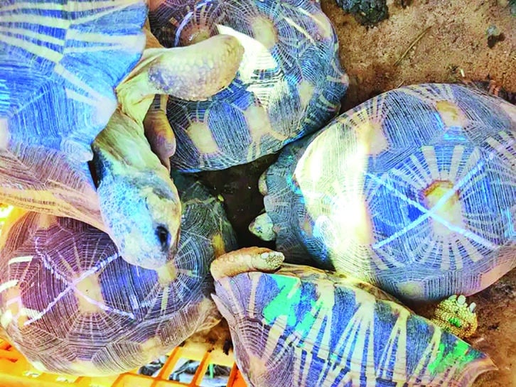 Image à la une de PROTECTION D’ESPÈCES ENDÉMIQUES –  L’application stricte du Dinabe pour sauver les tortues