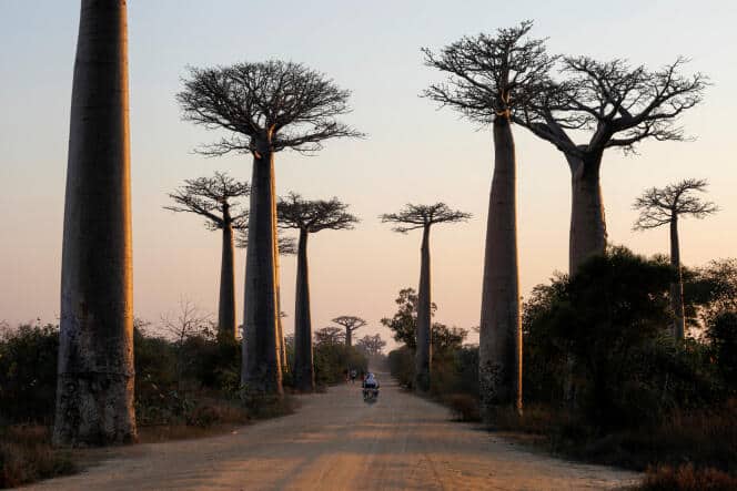 Image à la une de Madagascar, berceau des baobabs africains (et australiens)