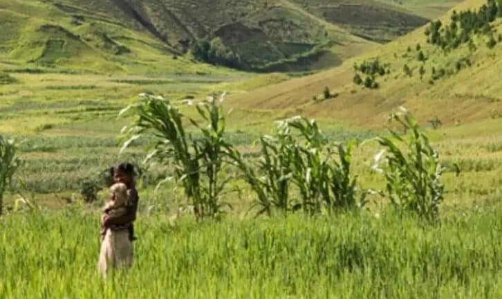 Image à la une de AGRICULTURE – La culture du riz pluvial contribue à la sécurité alimentaire