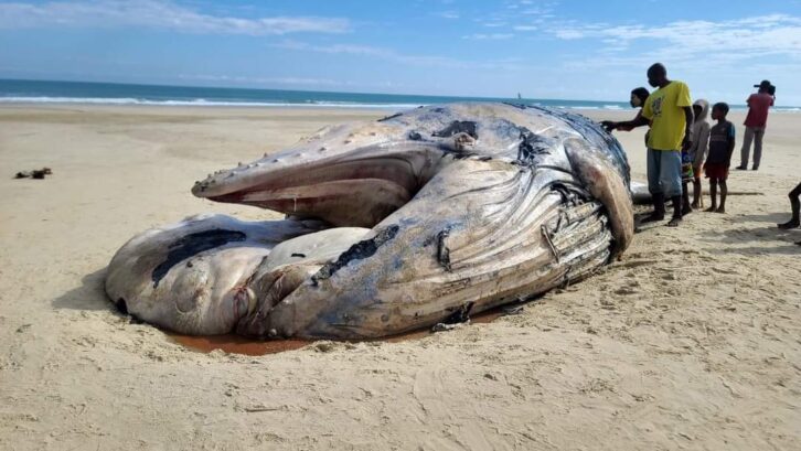 Image à la une de ENVIRONNEMENT – Un cadavre de baleine découvert sur la plage de Kimony à Morondava
