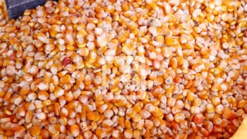 Image à la une de FILIÈRE AVIAIRE – Feu vert des autorités pour une nouvelle importation à titre exceptionnel de 26 000 tonnes de maïs non concassé