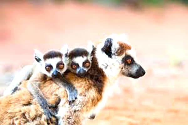 Image à la une de Biodiversité  : 28 000 lémuriens en captivité à Madagascar