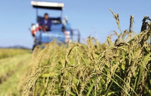 Image à la une de Madagascar renforce sa coopération agricole pour améliorer la production de riz