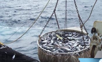 Image à la une de PÊCHE INDUSTRIELLE –  Les navires européens reprennent la pêche au thon